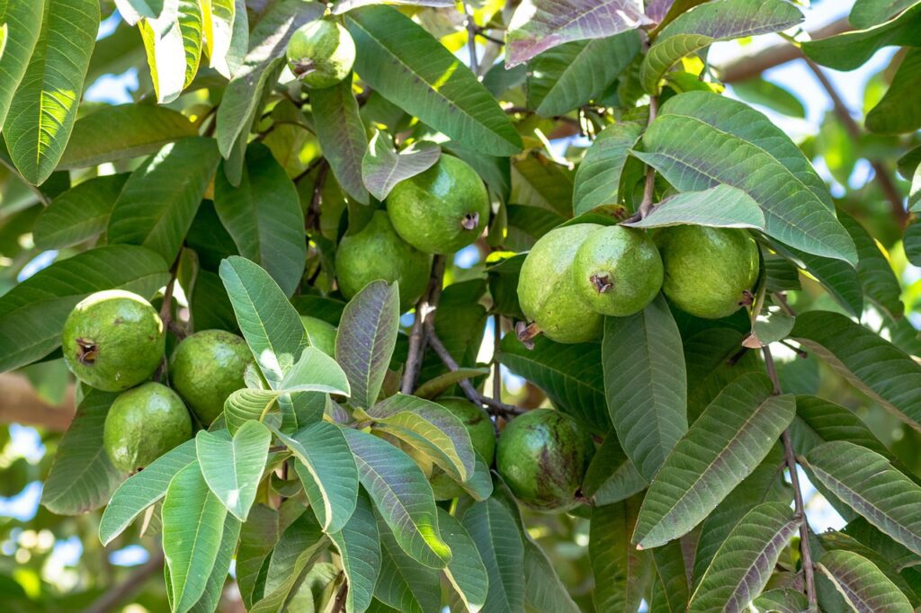 guava फ्रूट emage