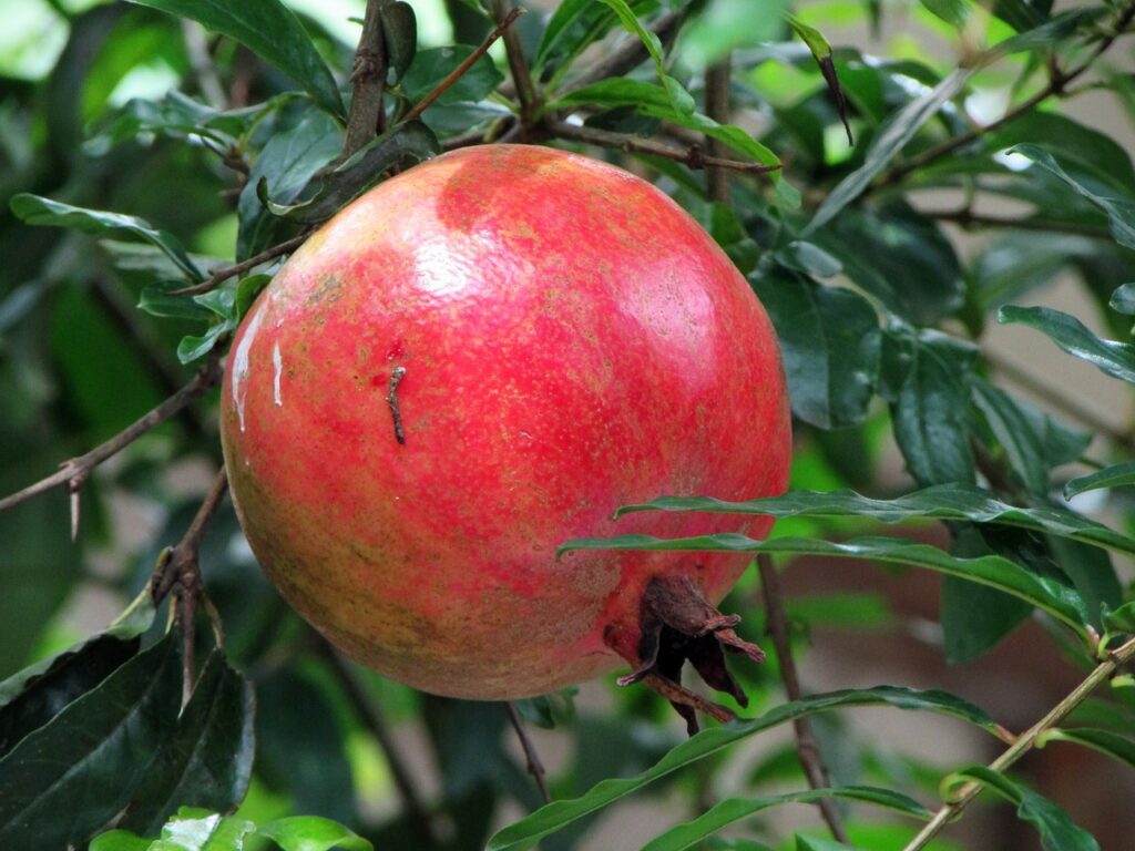 pomegranate g90d4c1069 1280