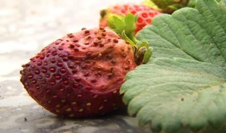 स्ट्रॉबेरी के प्रमुख रोग - ऐन्थ्रेकनोज