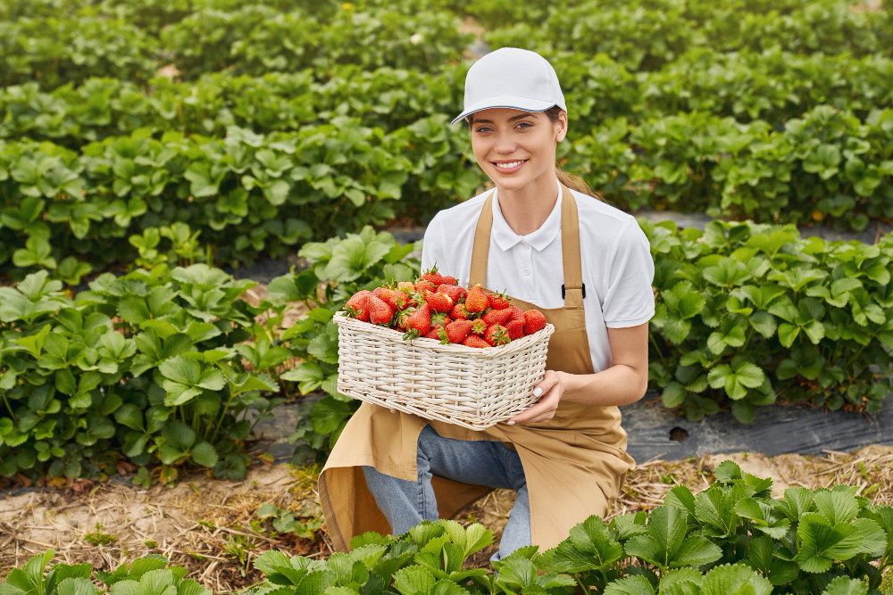 stawberry farming