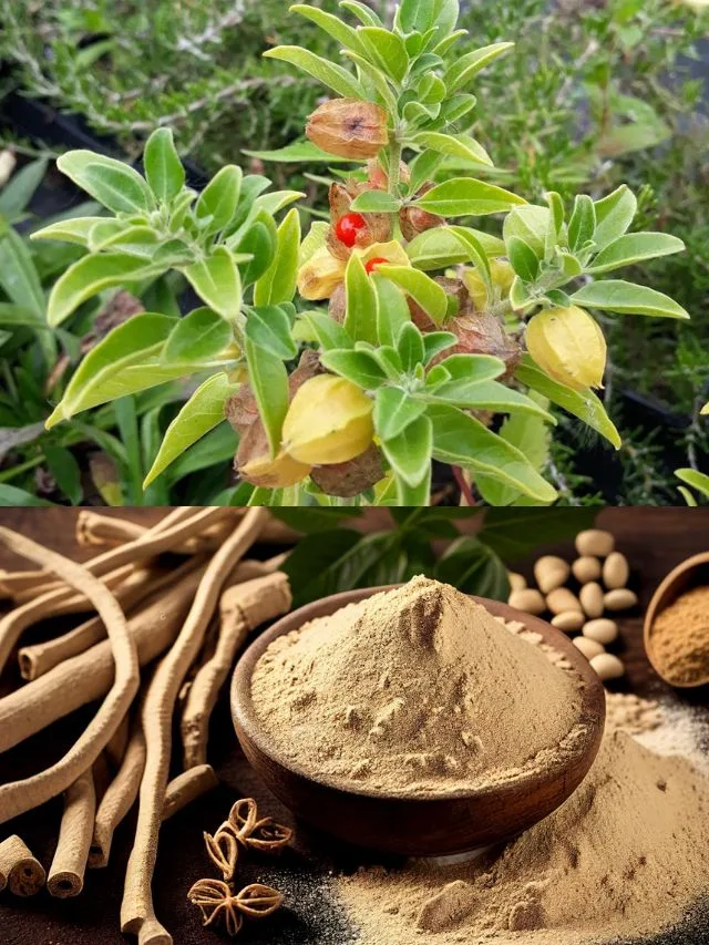 Ashwagandha Wonder Empowering Women's Health with 10 Transformative Benefits You Need to Know!